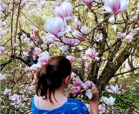 Весна в Польше: Варшава, где поляки фотографируют, цветет сакура и магнолии
