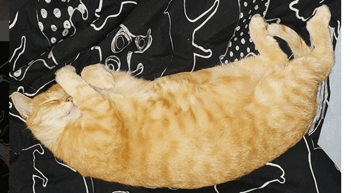 Котокафе в Польше. Где можно попить кофе с котами