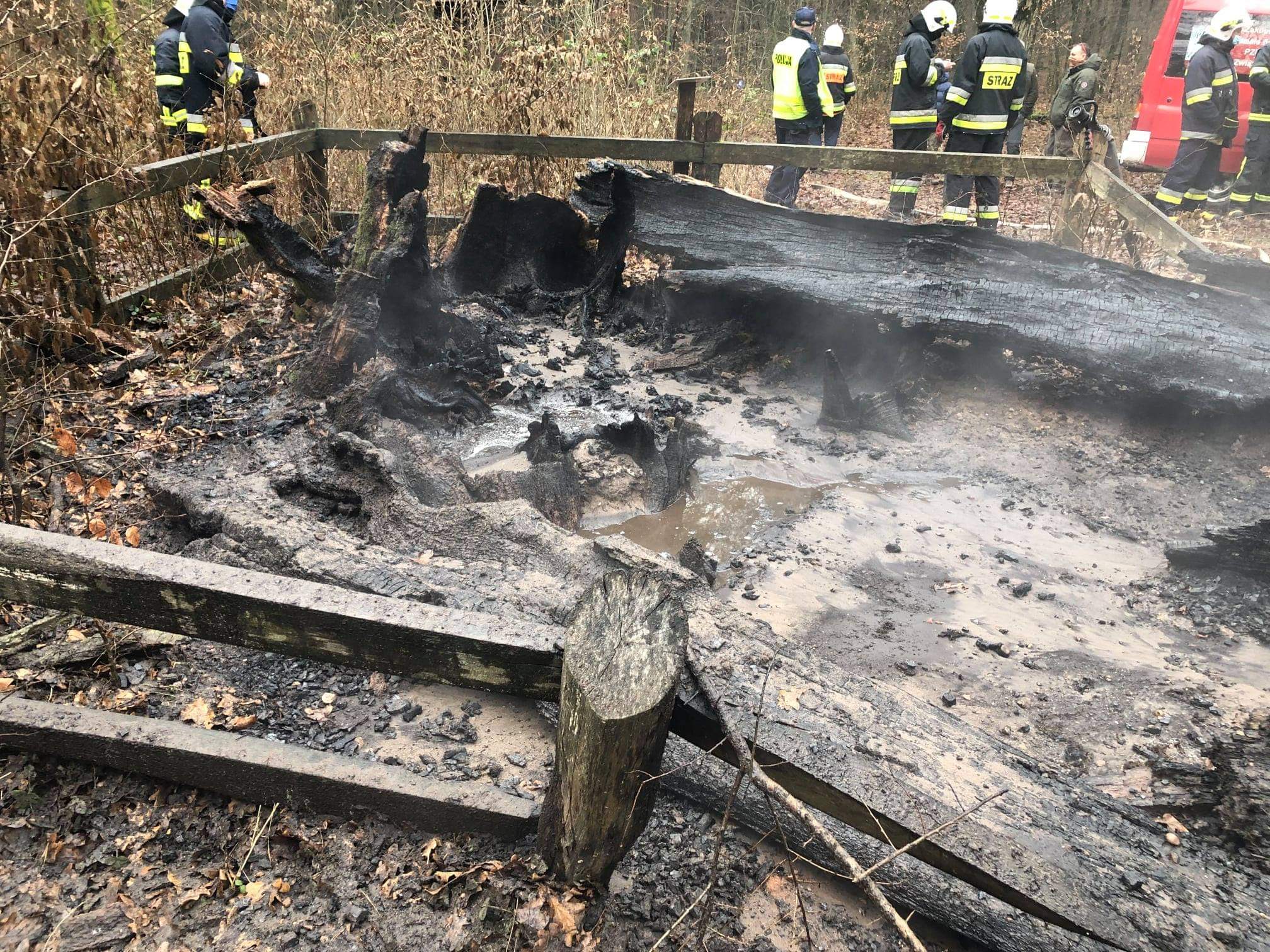 У Польщі через підпал втратили дуб віком понад 400 років