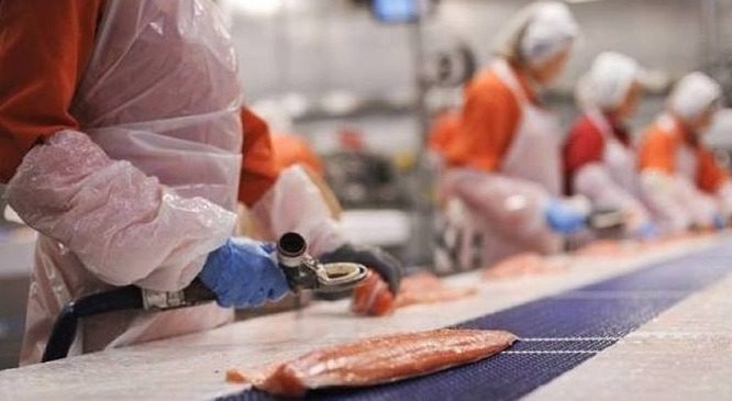 Прикордонники схопили групу нелегалів. Серед них були українці, білоруси та грузини.Але вони стали нелегалами через недбалість агентства з працевлаштування