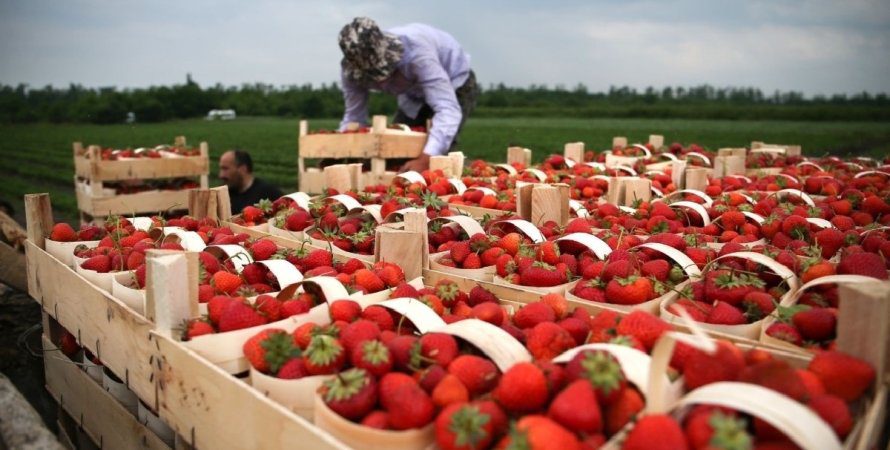 Cкільки українців офіційно працюють у Польщі