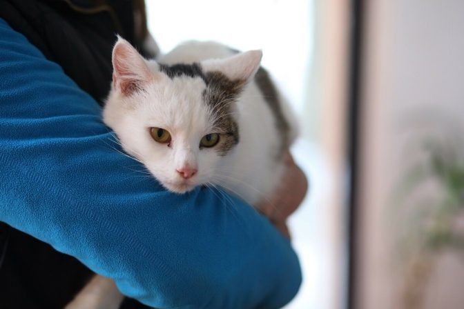У Польщі від невідомої хвороби масово гинуть коти