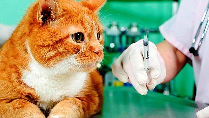 Ветеринарна допомога в Польщі – безкоштовно для українців